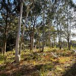 69 Woodlands Cct, Russell Island  QLD  4184