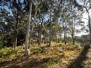 russellisland_86_320-Russell-Island-2025-09-26-041823