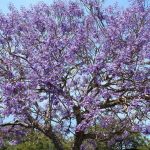 48 Hume St, Russell Island  QLD  4184