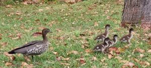 tbarclay_86_482-Macleay-Island-2025-10-15-054338-5