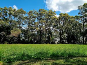 tbarclay_86_469-Macleay-Island-2026-01-02-233111-4