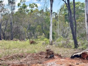 russellisland_86_478-Russell-Island-2026-02-11-022533-6