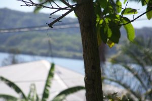 russellisland_86_487-Lamb-Island-2026-02-16-015651-17