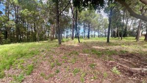 tbarclay_86_630-Macleay-Island-2026-02-20-080908-3