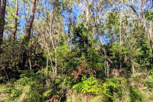 14 Borrows Street, Russell Island, QLD 4184