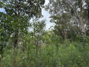 13_5339-69cb0f2a7a0bc