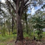 45 Grove Rd, Russell Island, QLD 4184