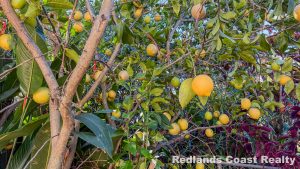 74_perulpa-11_5092-6a323543d19ab