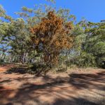 30 Cypress Avenue, Russell Island, QLD 4184