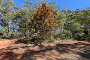 30 Cypress Avenue, Russell Island, QLD 4184