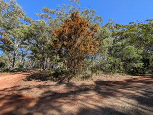 30 Cypress Avenue, Russell Island, QLD 4184