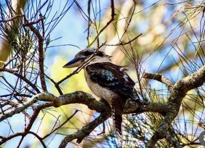 50_resthaven_kookaburra_8102-6a5d6ed8cfe0c