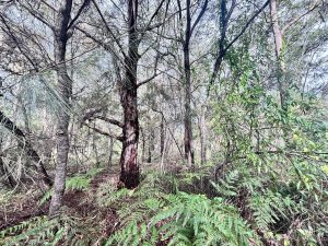 1788250631-a114b484-f5b8-49c8-880d-b7de895736b5__204547724-image-A