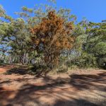 30 Cypress Avenue, Russell Island, QLD 4184