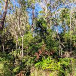 14 Borrows Street, Russell Island, QLD 4184