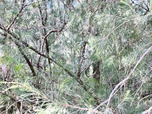 IMG_9374_6301-6aa14ebbbab7f