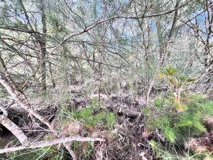 IMG_9375_6305-6aa14ebbcdecc